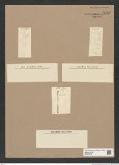 Diatomeae indet. Zeichnungen Sammlung Grunow Nr. 9752 (NHMW-BOT-W0379738)